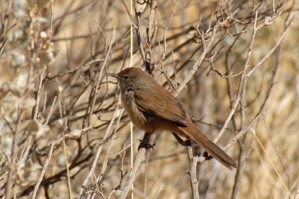 Spinifexbird (Eremiornis carteri)